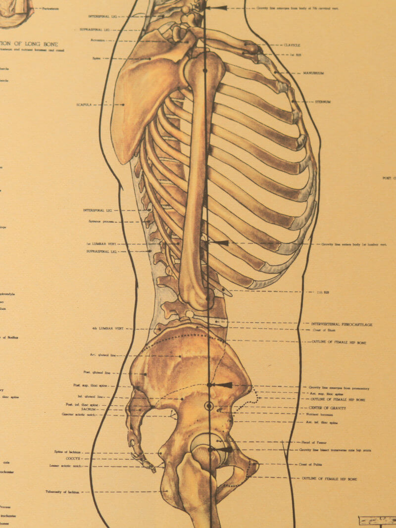 skeletal diagram